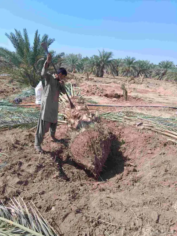 نخل برني العلا وبرني العيص وروثانه للبيع متر ونص 1
