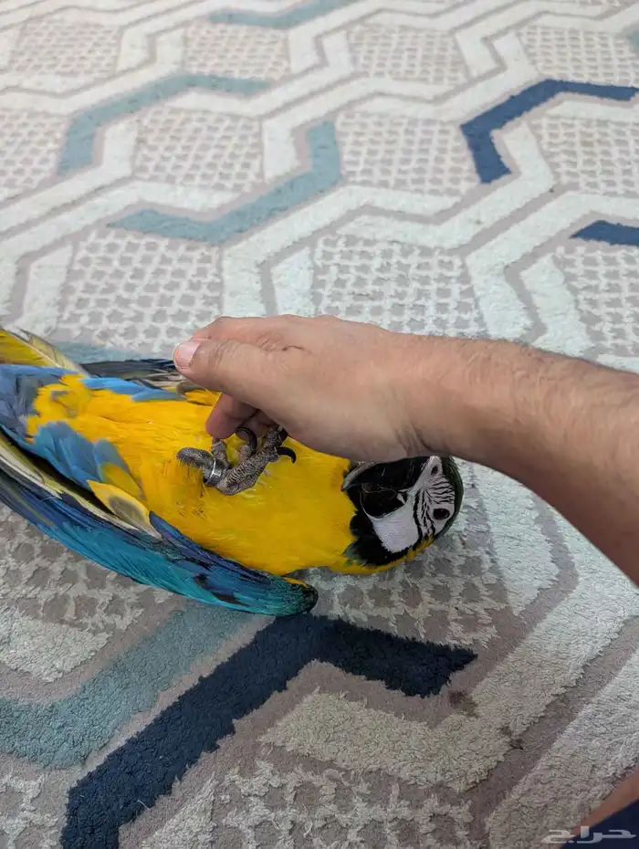 مكاو حمامه هدد 5