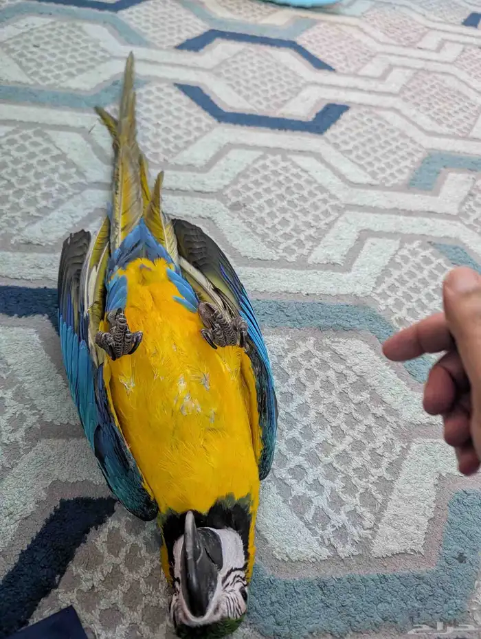 مكاو حمامه هدد 6