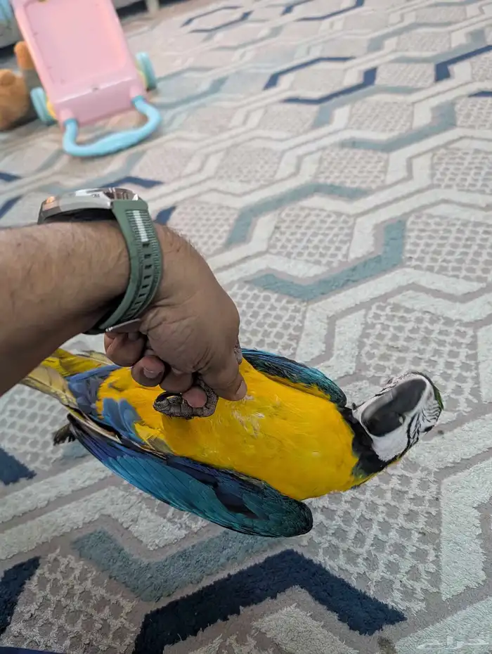 مكاو حمامه هدد 1