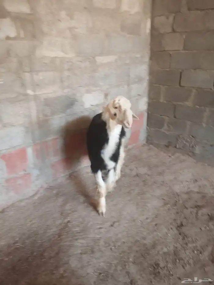 خروف نجد صنف مشروط سليم من اي شي ماشاءالله تبارك الله 2