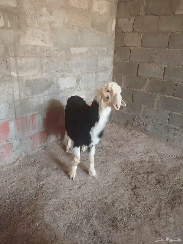 خروف نجد صنف مشروط سليم من اي شي ماشاءالله تبارك الله 1