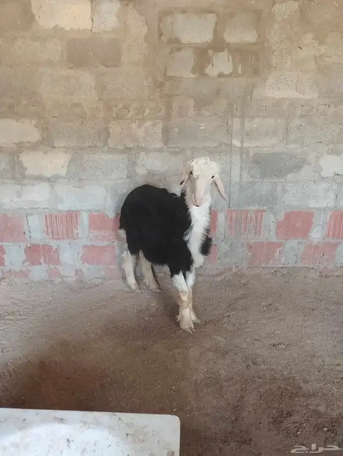 خروف نجد صنف مشروط سليم من اي شي ماشاءالله تبارك الله 4