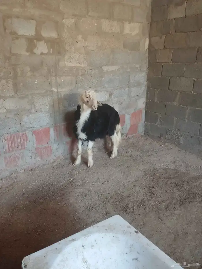 خروف نجد صنف مشروط سليم من اي شي ماشاءالله تبارك الله 3