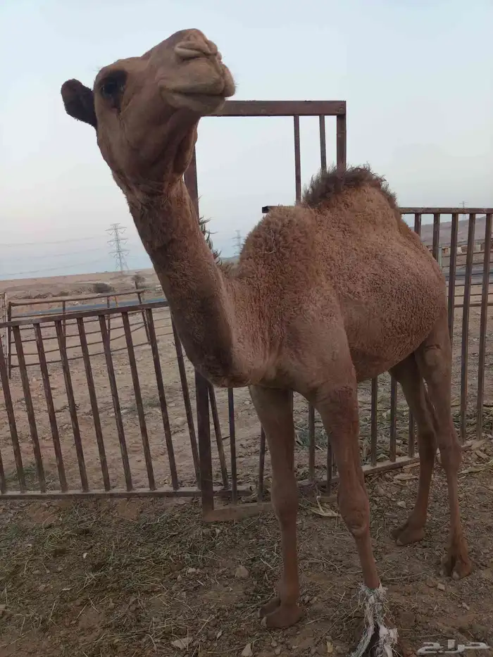 قعود للبيع 1