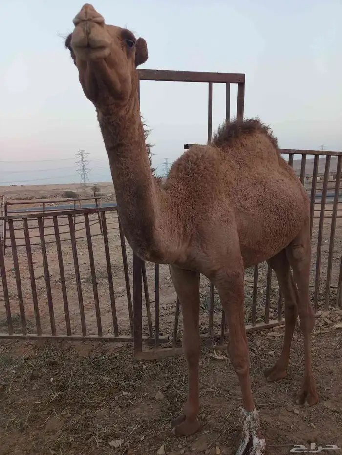 قعود للبيع 3