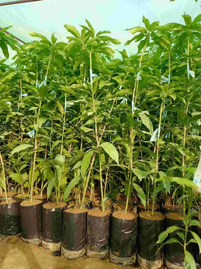 يتوفر جميع انواع الشتلات المانجه ازبده 2