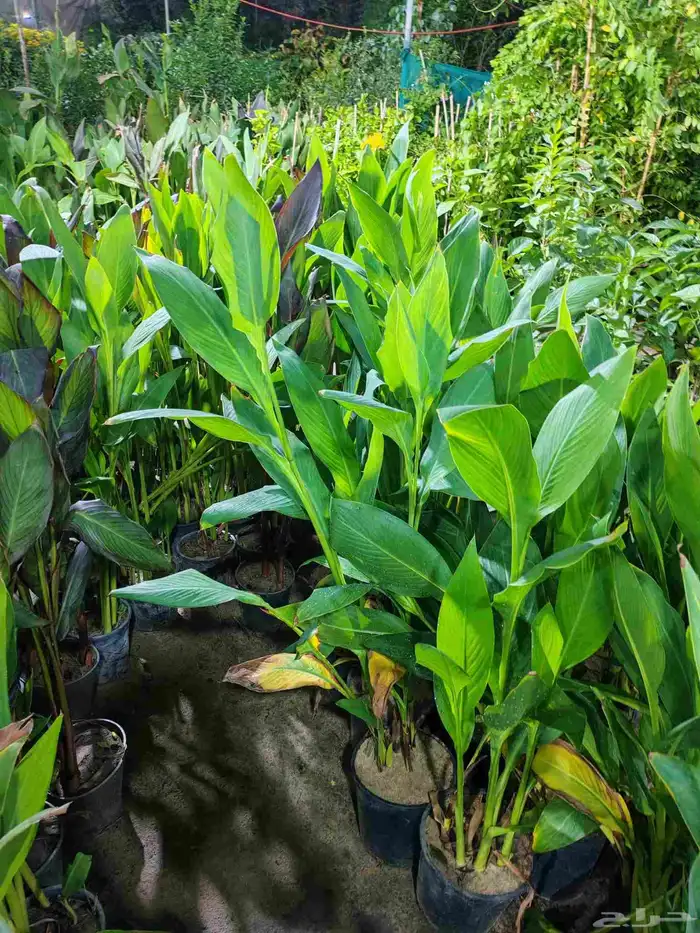 مشتل زراع طبيعي وتيل طبيعي وأشجار 4