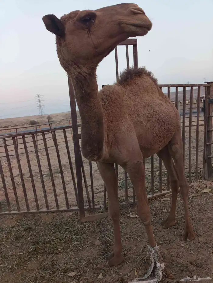 قعود للبيع 0