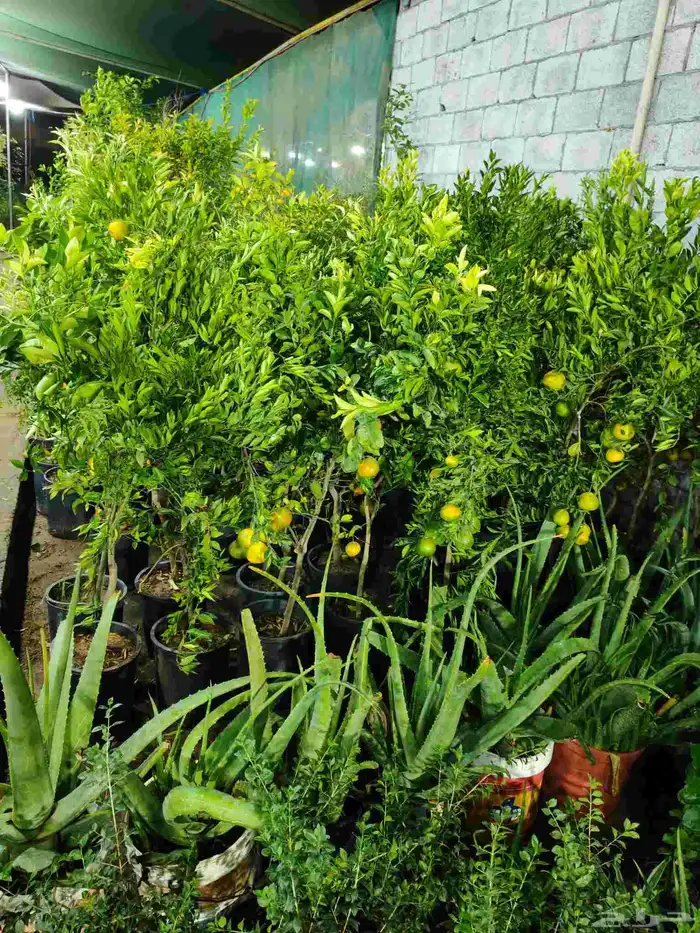 مشتل زراع طبيعي وتيل طبيعي وأشجار 9