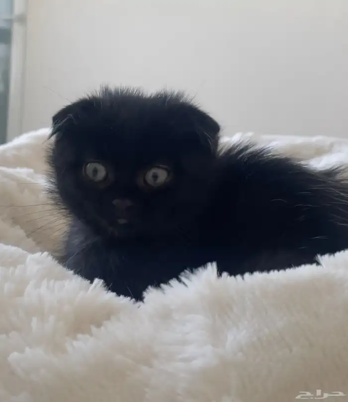 قط مكس سكوتش وشيرازي 0