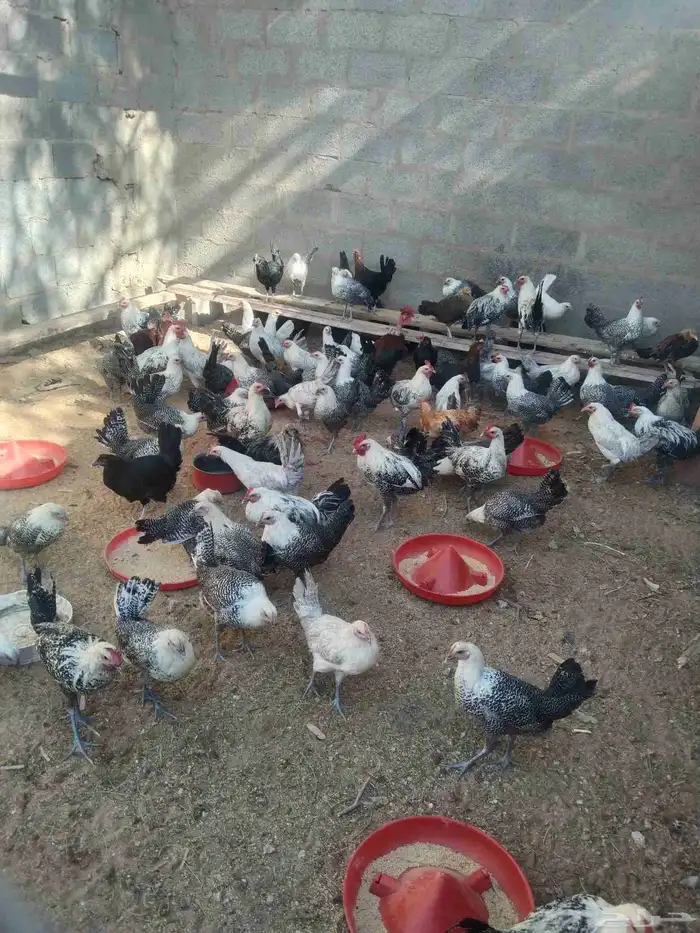 150جوز دجاج فيومى على بلدي عمر 5 شهور قريب يبض الصحه شرط 10