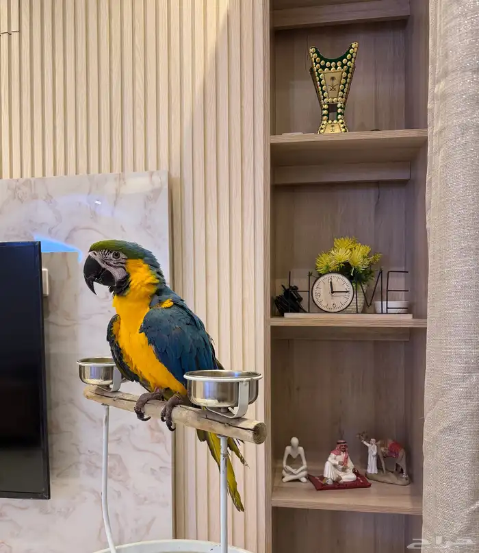 ببغاء مكاو اليف حمامه على اليد 1