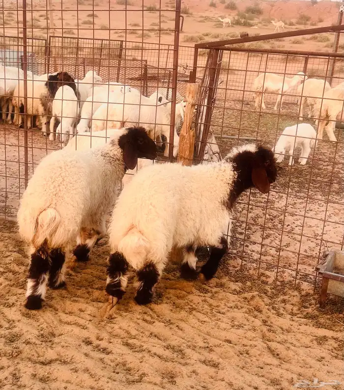 البهم نعيم شحم يوجد توصيل ذبح 2