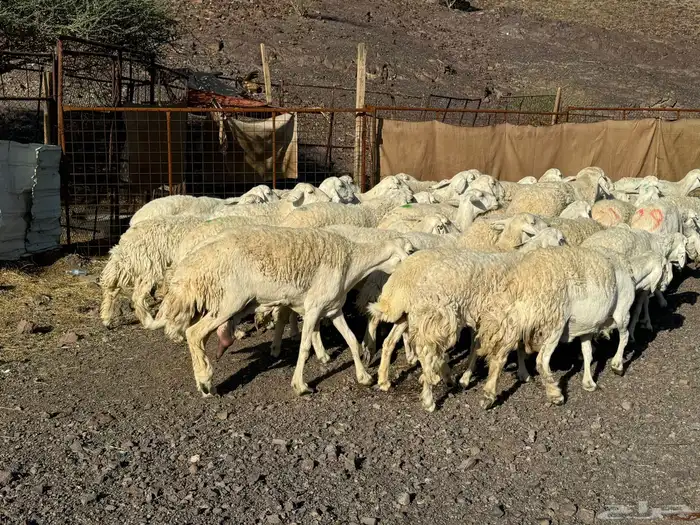 رخال وضأن حرش 3