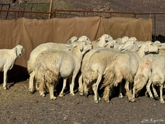 رخال وضأن حرش 0