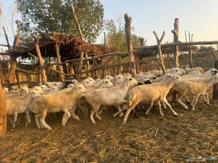 رخال رفيدي صنف فاخر 0