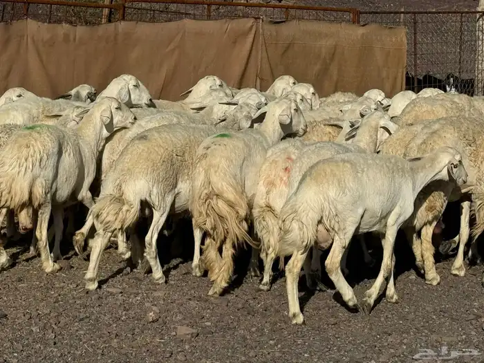 رخال وضأن حرش 4