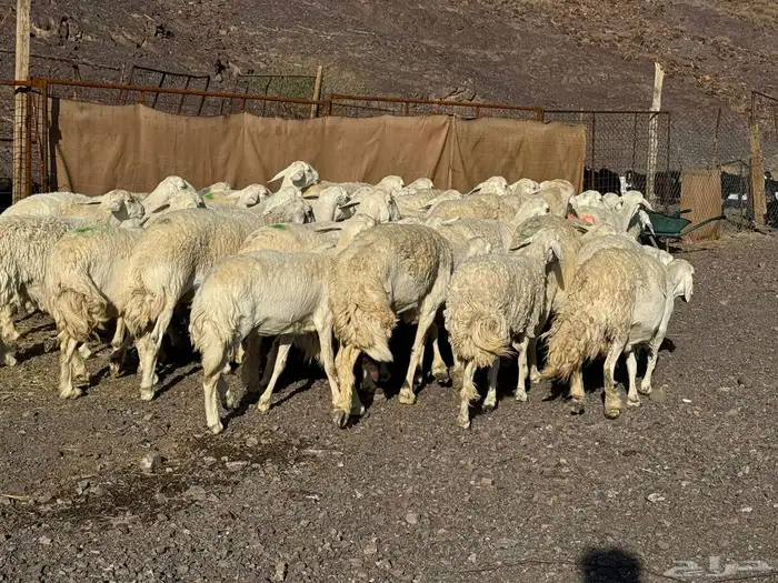 رخال وضأن حرش 1