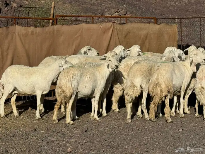 رخال وضأن حرش 2