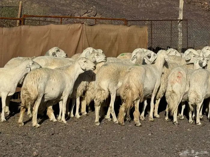 رخال وضأن حرش 5