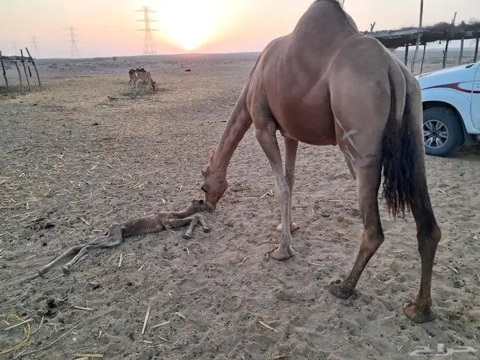 ناقه ساحليه مموت ولدها 0