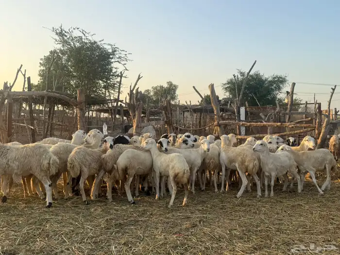 رخال رفيدي صنف فاخر 3