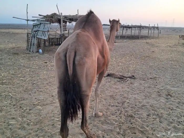 ناقه ساحليه مموت ولدها 1