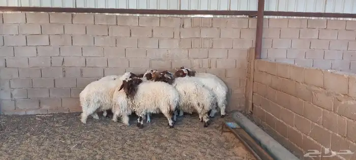 نعيم طليان 1