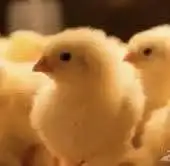 صوص لاحم روس 308 1