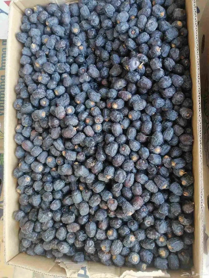 عجوه صغيره 1200 كرتون بسعر 5 ريال حبه مبرومه وسودا 0