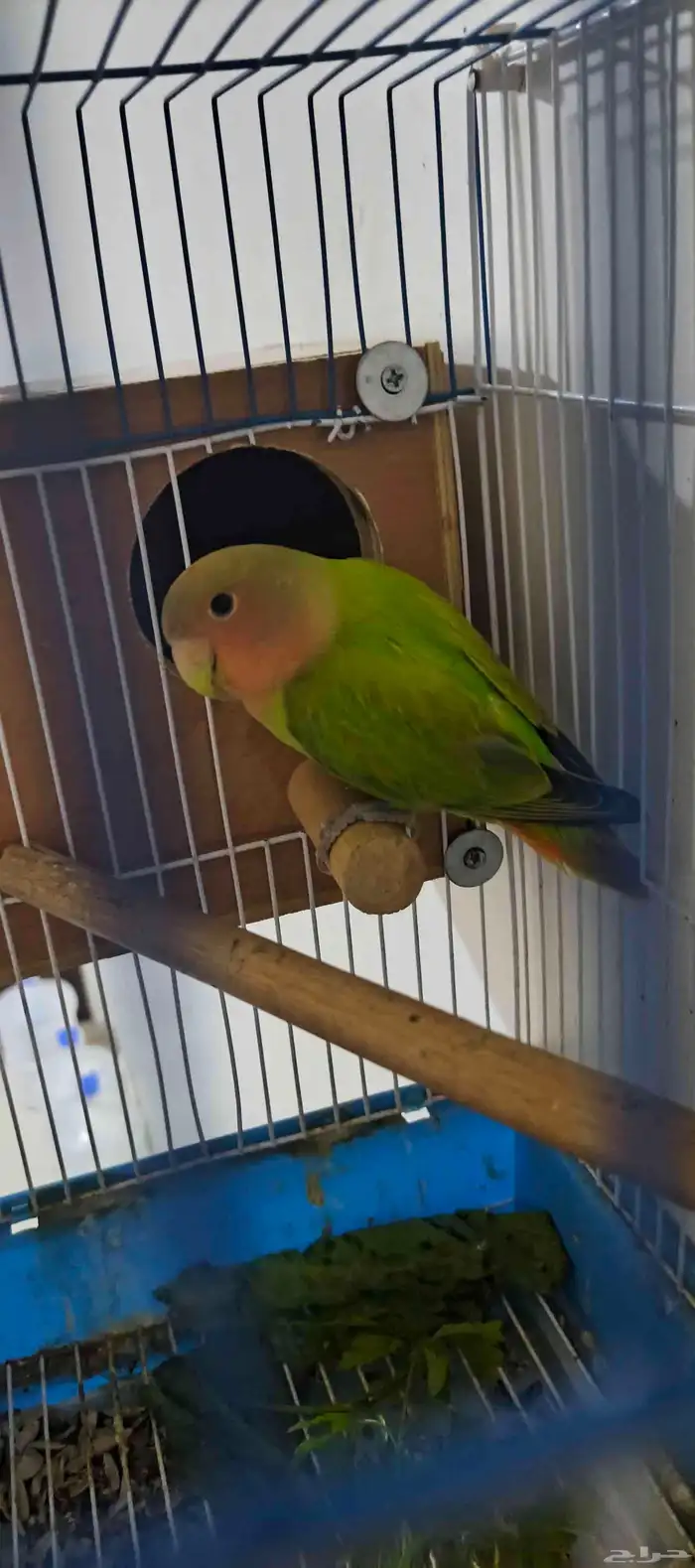 انثى روز للبيع 0