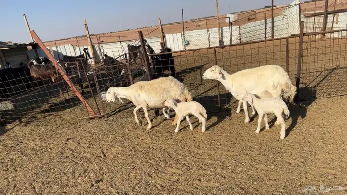 2 غنم حريات مواليد يتبعها 4 3