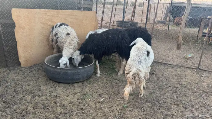 نعاج للبيع 6