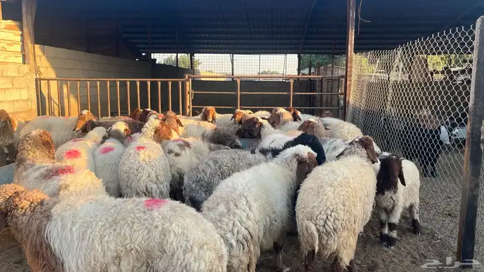 الدمام سوق المركزي حوش 114 ج 1