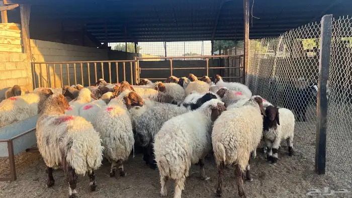 الدمام سوق المركزي حوش 114 ج 3