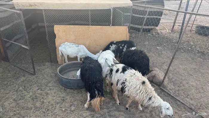 نعاج للبيع 4