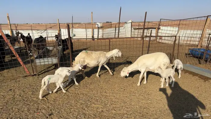 2 غنم حريات مواليد يتبعها 4 4