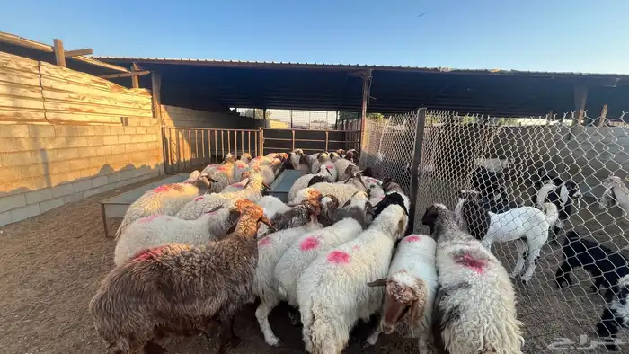 الدمام سوق المركزي حوش 114 ج 0