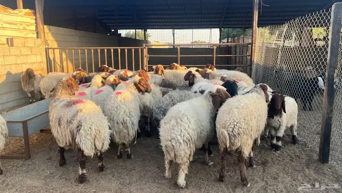 الدمام سوق المركزي حوش 114 ج 2