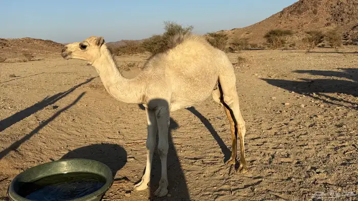 قعود للبيع 3