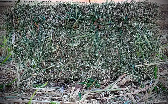 اعلاف ( ذرة ) جديد 2