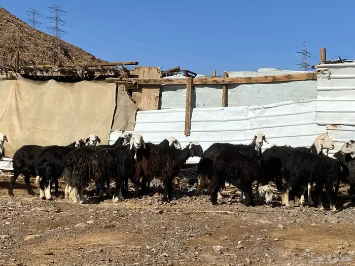 نعاج نجد صنف 27