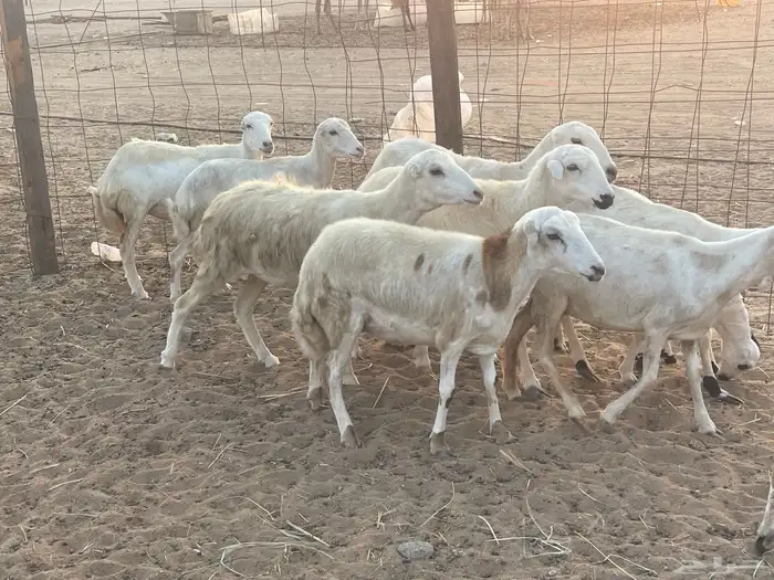 غنم رفيديات ولد ودفع صغار سن تبارك الرحمن تم البيع 10