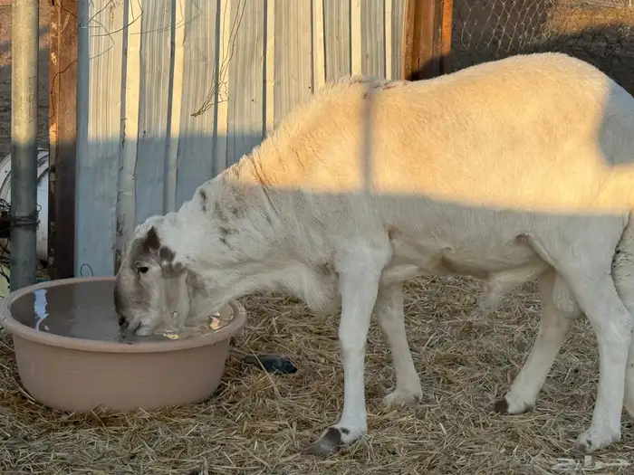 طلي ساكني جبر 3