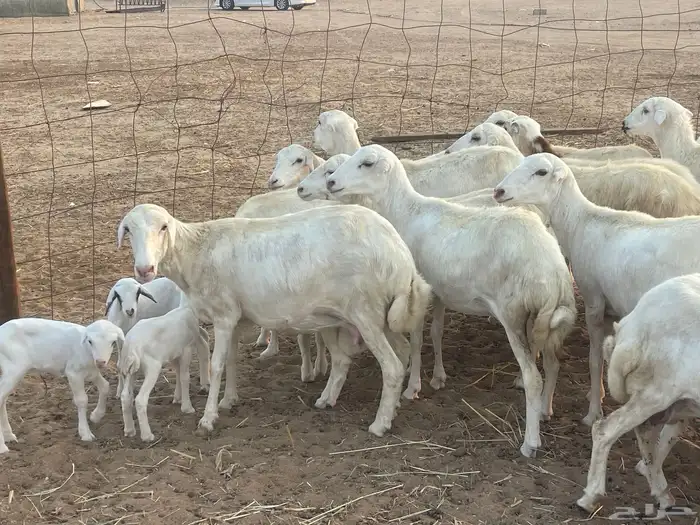 غنم رفيديات ولد ودفع صغار سن تبارك الرحمن تم البيع 12