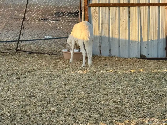 طلي ساكني جبر 1