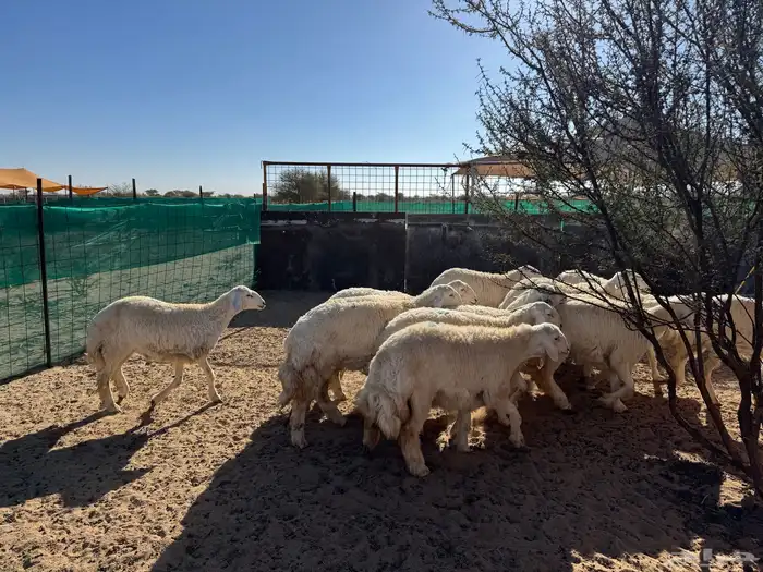 رخال حريه صنف 1