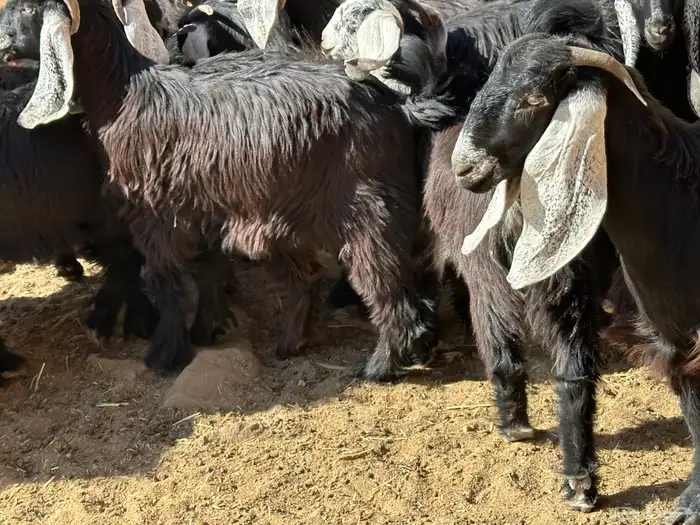 جفار وتيوس 1