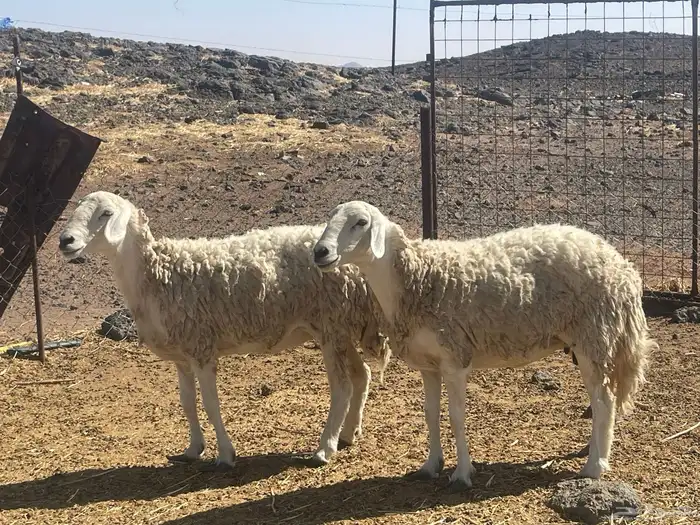 ضأن حريات حيل 2